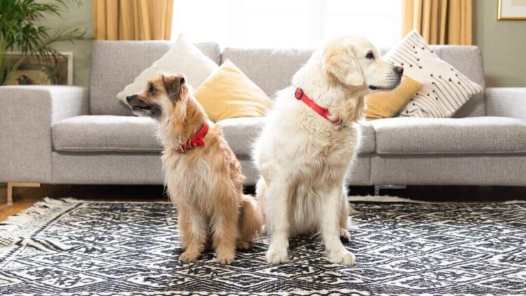 Pueden los perros detectar fantasmas o alucinaciones
