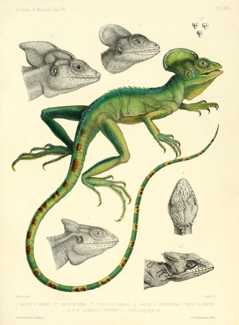 Qué es el Reptile Mind y cómo afecta a los lagartos