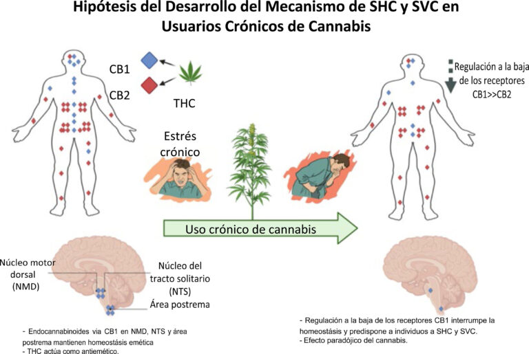 Qué es el Síndrome de Hiperemesis Cannabinoide y sus síntomas
