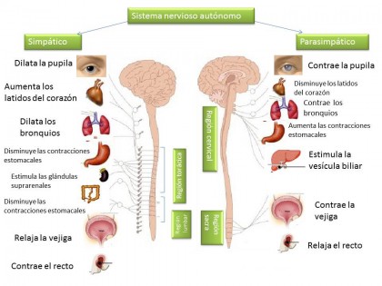 qué es la Teoría Polivagal y cómo aborda el trauma