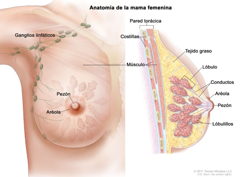 Qué información hay sobre la anatomía de los senos femeninos