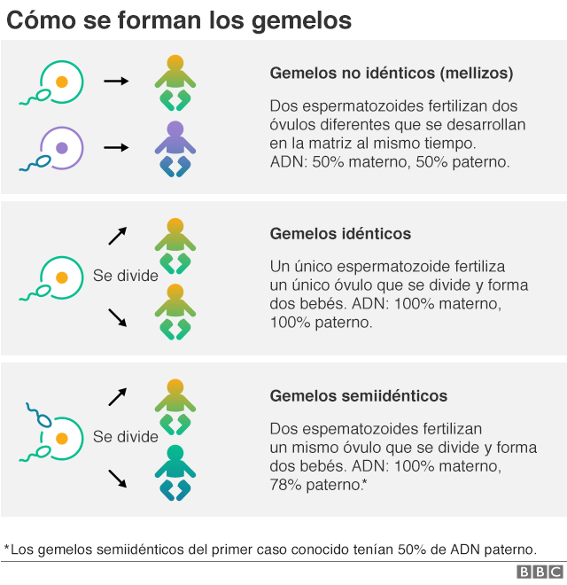 Qué relación hay entre gemelos fraternales y su sexo