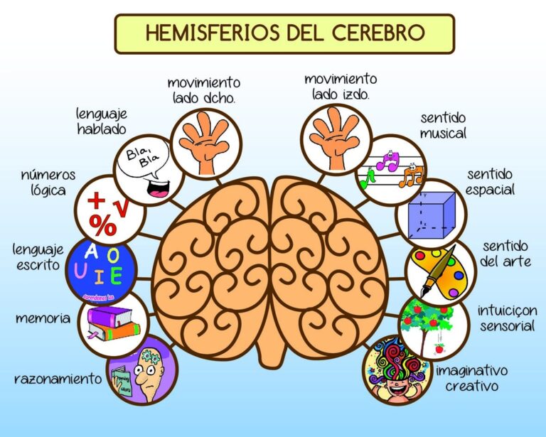 Qué significa ser funciones del cerebro del lado derecho del cerebro
