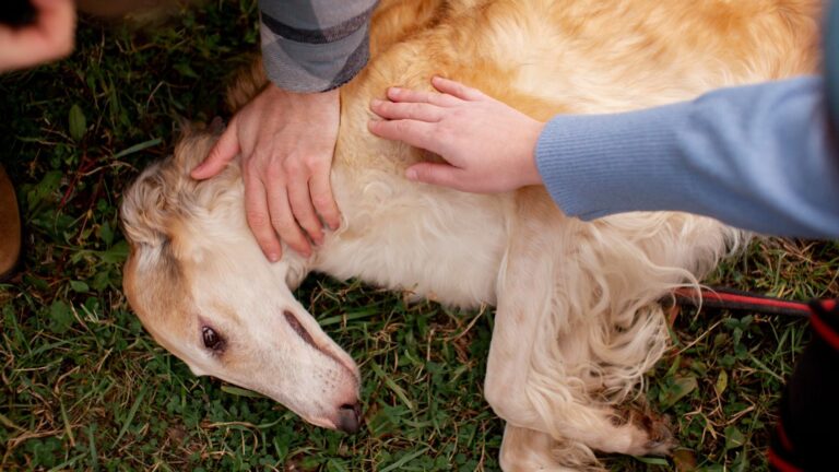 Qué significa soñar con mi perro y su impacto emocional