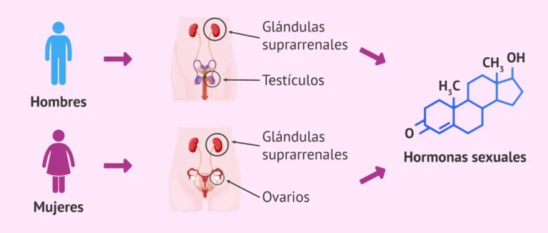 Qué son las hormonas Descubre su función y tipos principales