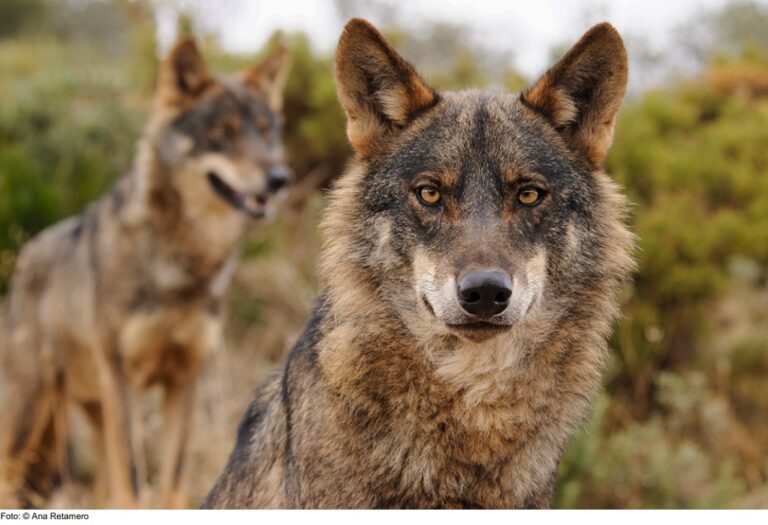 Qué verdad hay sobre los Alpha Wolves y Alpha Dogs