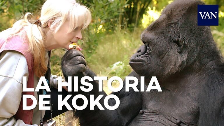 Quién era Koko Chimp, la gorila que habló con humanos