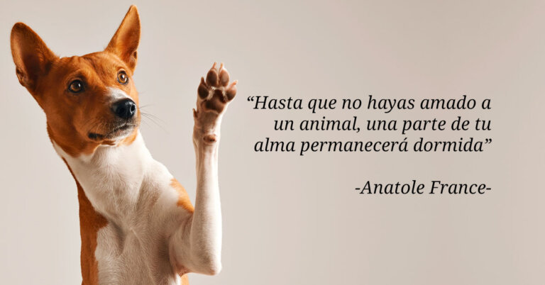 ¿Quién es realmente digno del amor incondicional de un perro?