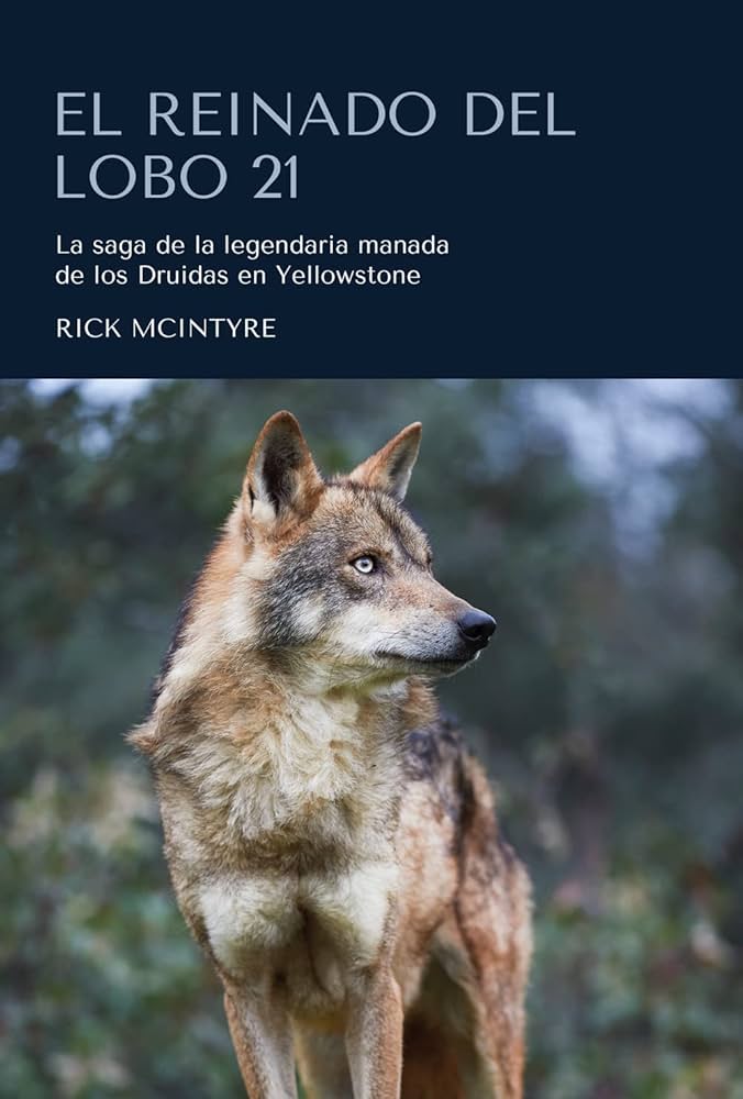 Quién fue Wolf 21, el líder benevolente de Yellowstone