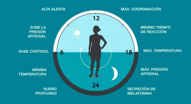 Ritmo Circadiano: Clave para Entender el Sueño y Sus Ciclos