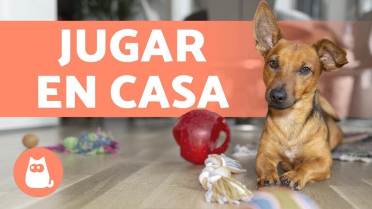 Sabes cómo juegan los animales de maneras sorprendentes.