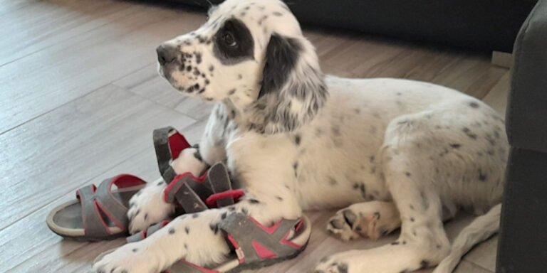 Setter Irlandés Rojo: La Epidemia Mental de 1963 en Perros