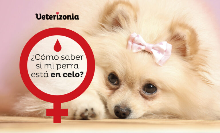 Sex y Dog Cómo tu perro puede afectar tu vida íntima