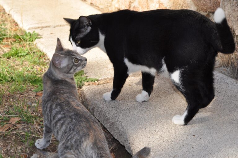 Sexo gato: Pueden los gatos hacer duelo por sus compañeros