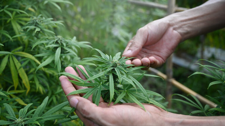 Síndrome amotivacional: La cannabis aumenta su probabilidad