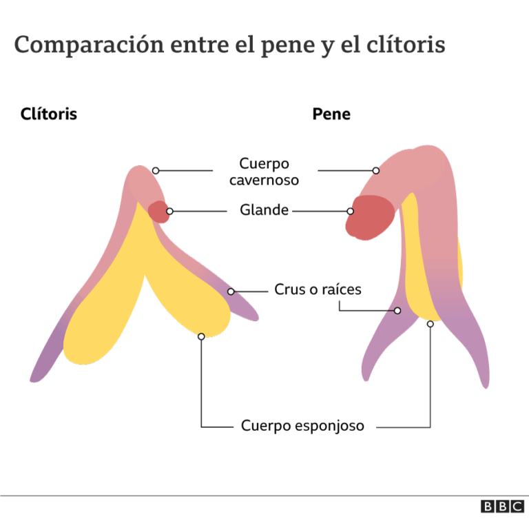 Son iguales todas las erecciones Hombres debaten diferencias