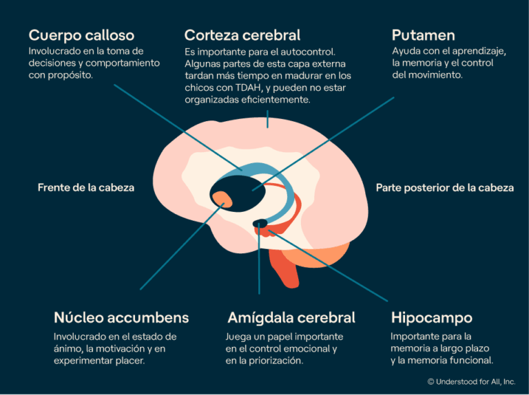 TDAH y cerebro: 7 formas en que se manifiesta en la actividad neuronal