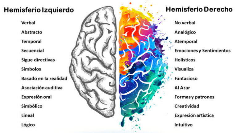 Tenemos más de un hemisferio cerebral en el cerebro