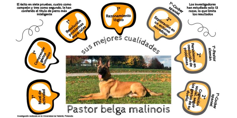Tipos de perros de caza: exploración de las distintas razas de perros en todo el mundo