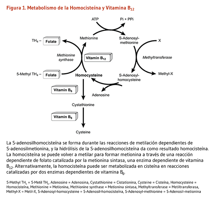 Vitamina B12 y alcohol: cómo pueden reducir los efectos de toxicidad